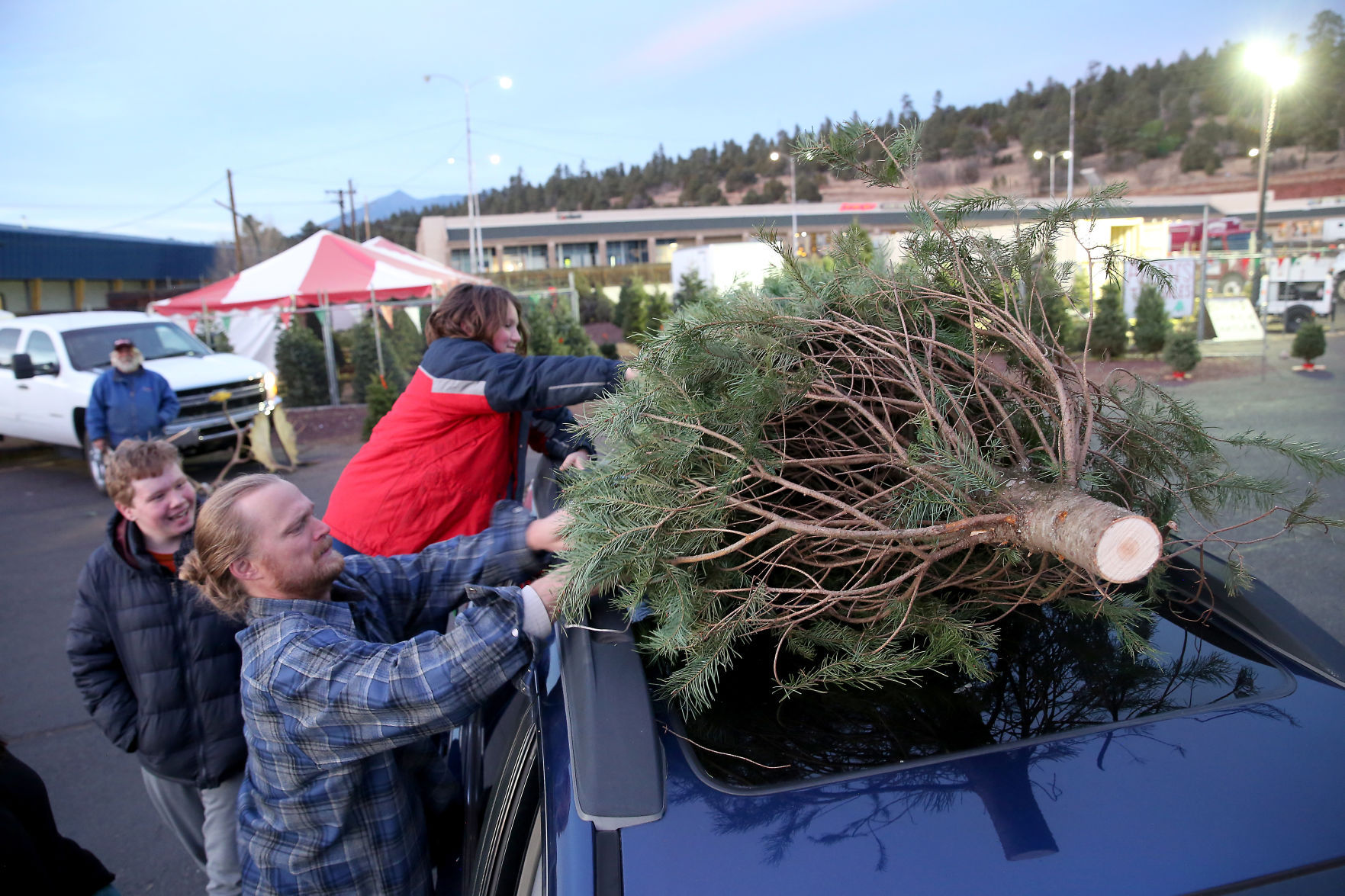 Trussing Up The Tree